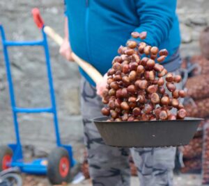 festa della castagna montecreto